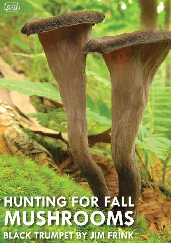 Black trumpet: On the hunt for fall mushrooms | Iowa DNR